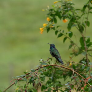 Aves de Merenberg foto Diego Lozada